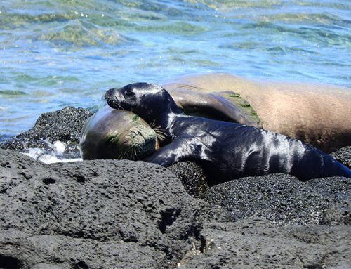 Encountering Rare Hawaiian Monk Seals